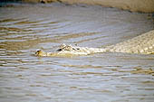 Manu reserve, cayman on the Rio Alto Madre De Dios 